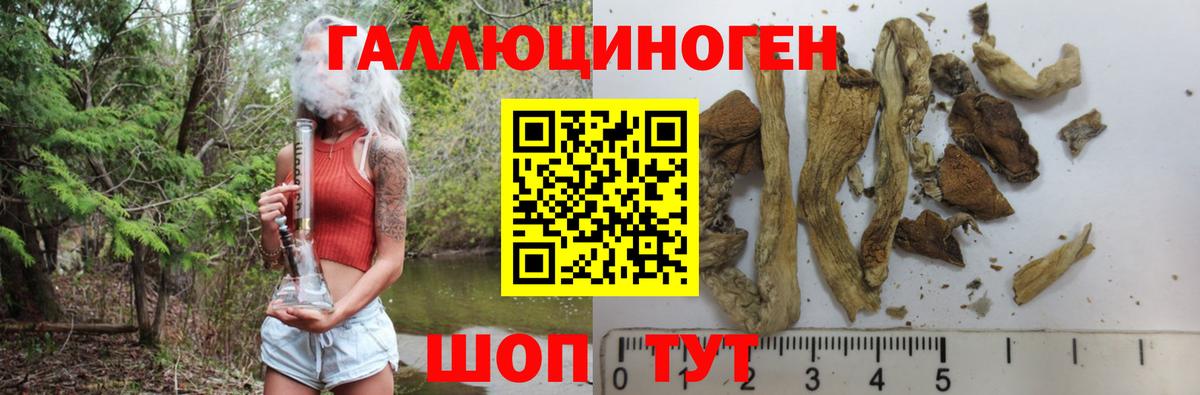 Галлюциногенные грибы Psilocybe Лениногорск